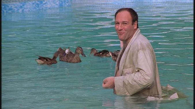 Tony-in-the-pool-with-ducks-1